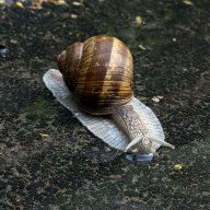 Ovelikiekusty